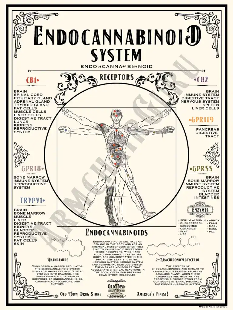 a poster explaining the endocannaboid system